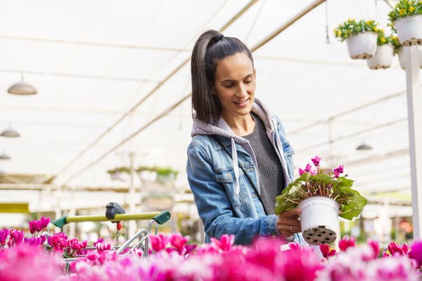 Cyclamen en pot intérieur : astuces pour les chouchouter