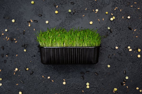 Explorez les étonnantes variétés de micro pousses à cultiver